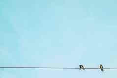 小鸟放松野生动物快乐电线蓝色的天空背景