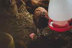 室内国内鸡动物农场农业鸡喂养烤焙用具鸡喂养有机食物