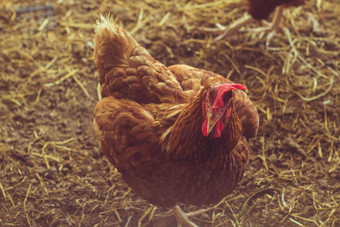 室内国内鸡动物农场农业鸡<strong>喂养</strong>烤焙用具鸡<strong>喂养</strong>有机食物