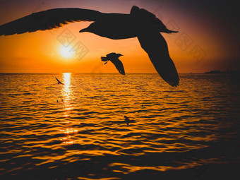 海鸟<strong>海鸥</strong>苍蝇令人惊异的日落
