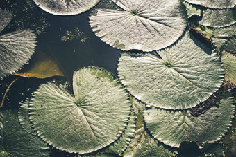 绿色莲花叶子纹理摘要背景莲花叶子水表面前视图生态自然背景