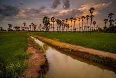充满活力的景观风景优美的色彩斑斓的天空日落大米场糖棕榈树大米字段棕榈树日落帕图姆他尼府泰国