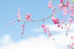 美丽的明亮的粉红色的东方花樱桃花朵植物学在户外蓝色的天空春天摘要浪漫的感觉