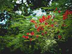 美丽的红色的皇家poinciana艳丽的花美丽的红色的皇家poinciana艳丽的花delonix雷吉亚物种开花植物豆家庭天堂博伊恩特