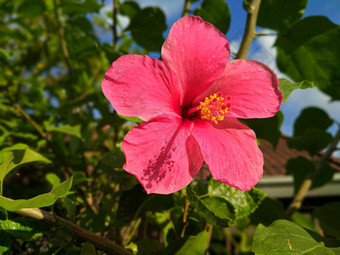 关闭粉红色的红色的<strong>芙蓉</strong>花热带岛屿海滨假期花美丽的粉红色的<strong>芙蓉</strong>花开花热带叶子