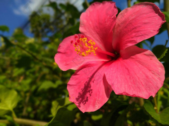 关闭粉红色的红色的<strong>芙蓉</strong>花热带岛屿海滨假期花美丽的粉红色的<strong>芙蓉</strong>花开花热带叶子