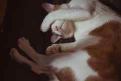 横幅猫封面脸睡觉睡觉猫可爱的白色棕色（的）小猫睡觉放松概念的想法背景