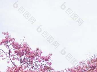 粉红色的塔贝布亚花开花蓝色的天空粉红色的花乔姆普潘蒂普开花泰国泰国樱花甜蜜的背景背景粉红色的花乔姆普潘蒂普开花泰国