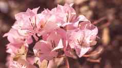 软粉红色的叶子花属花粉红色的开花他来了叶子花属西班牙语花园艺风格