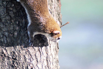 松鼠可爱的可爱的小动物树公园野生动物动物图片