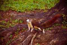 松鼠可爱的可爱的小动物树公园野生动物动物图片