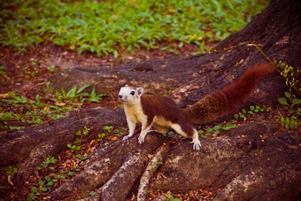 松鼠<strong>可爱的可爱的小动物</strong>树公园野生动物动物图片
