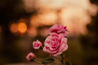 软焦点粉红色的玫瑰阳光开花夏天花园植物学温暖的阳光散景背景