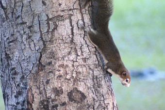 松鼠<strong>可爱的可爱的小动物</strong>树公园野生动物动物图片