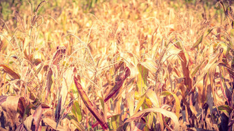 干玉米场背景干玉米场背景摘要农业收获产品