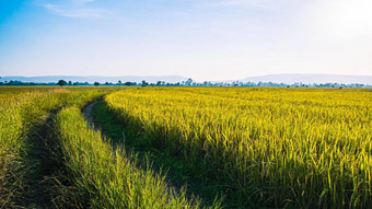 全景美丽的大米场曲线大米字段绿色黄色的日益增长的农村泰国