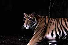 关闭大老虎肖像黑色的背景动物野生动物