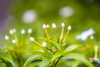 栀子花角茉莉花栀子花jasminoides白色花绿色叶子