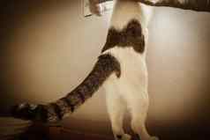 尾巴小猫可爱的猫窗口显示好奇的猫动物猫站亚麻窗帘