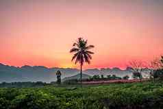 轮廓棕榈椰子树山背景地平线山北泰国苏奈特