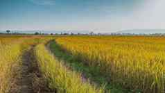 全景美丽的大米场曲线大米字段绿色黄色的日益增长的农村泰国
