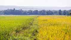 黄色的橙色大米fieldsscenic山色彩斑斓的夏天景观