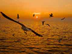 日落海鸟轮廓日落轮廓鸟飞行摄影海最小的摄影