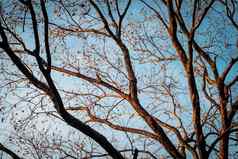 树分支蓝色的冬天天空摘要冬天季节天气背景