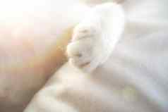 白色猫爪子可爱的可爱的宠物床上软感觉假期的想法背景