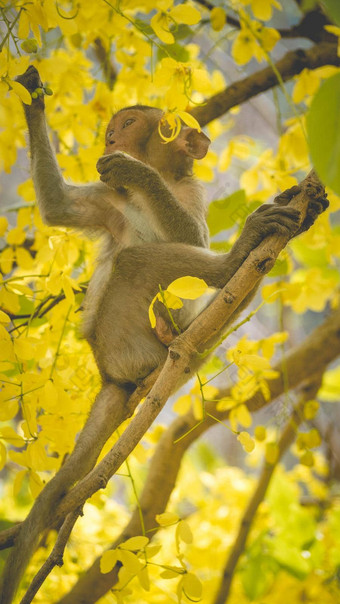 婴儿短尾猿桂皮瘘树分支黄色的花春天
