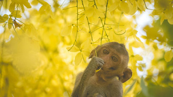 婴儿短尾猿桂皮瘘树分支泰国