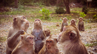 年轻的猴子短尾猿泰国南东亚洲幸福背景概念
