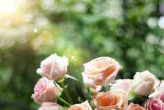美丽的软焦点粉红色的柔和的玫瑰阳光模糊花