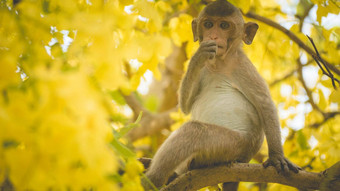 肖像婴儿短尾猿桂皮瘘树分支泰国南东亚洲黄色的花春天幸福背景概念