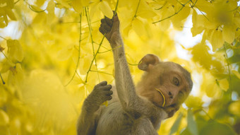 肖像婴儿短尾猿桂皮瘘树分支泰国南东亚洲黄色的花春天幸福背景概念