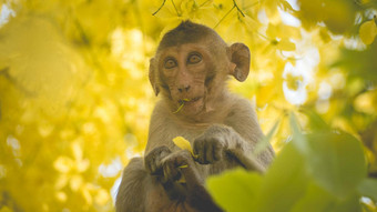 肖像婴儿短尾猿桂皮瘘树分支泰国南东亚洲