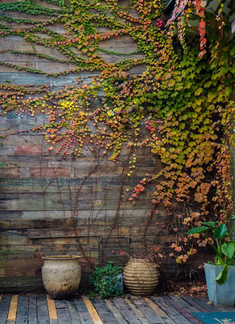 黄色的绿色艾薇攀爬木栅栏爬虫植物木墙房子艾薇他来了日益增长的木面板古董背景户外花园自然叶子覆盖木面板