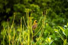 亚洲金韦弗验布草阀杆帕迪场普洛塞乌斯hypoxanthus鸟热带森林