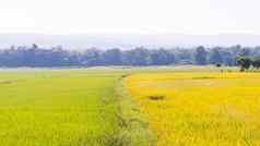 黄色的橙色大米fieldsscenic山色彩斑斓的夏天景观