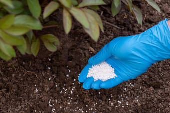 园丁施肥土壤花灌木粒状硝酸日益增长的盛开的