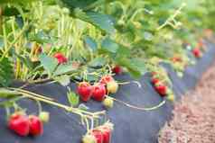 种植日益增长的生态草莓现代技术设备