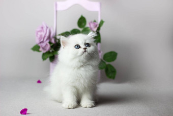英国知识分子的白色猫光灰色的背景银钦奇利亚颜色可爱的小猫玩花淡紫色玫瑰木盒子