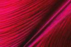 花背景设计元素背景折叠精致的花瓣红莲颜色极端的宏亲密的曲线