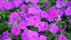 令人惊异的美丽的花紫色的矮牵牛花花园