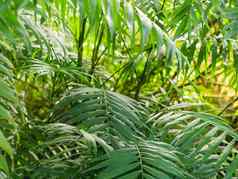 热带植物温室藤本植物棕榈树分支机构绿色叶子温室