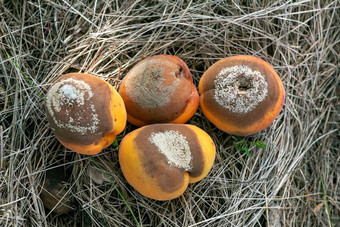 集团受感染的腐烂的杏子秋天地面莫尼利亚拉克萨侵扰植物疾病