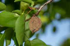 腐烂的杏水果树莫尼利亚拉克萨侵扰植物疾病