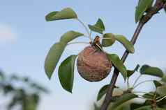 腐烂的梨分支水果树莫尼利亚拉克萨侵扰植物疾病