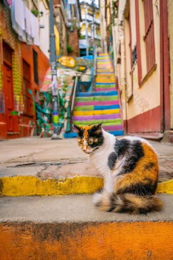 猫色彩斑斓的步骤联合国教科文组织世界遗产城市瓦尔帕莱索智利