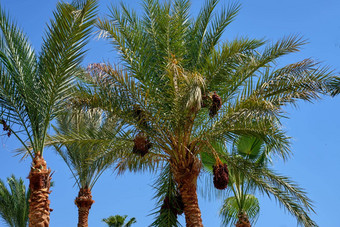 上衣棕榈树水果蓝色的天空